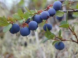Голубика — одна из самых полезных ягод. Как правильно сажать и ухаживать,рассказываем - Kraj.by