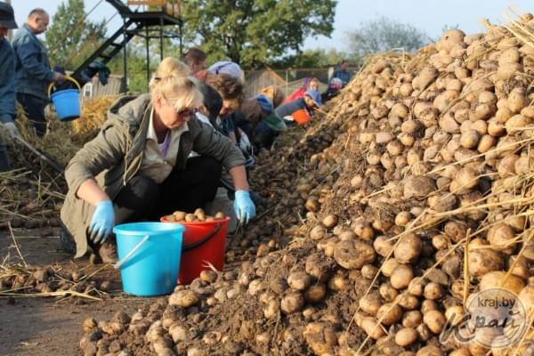 База картофеля. Переборка картошки. Перебирание картошки. Переборщик картофеля. Картофельная база.