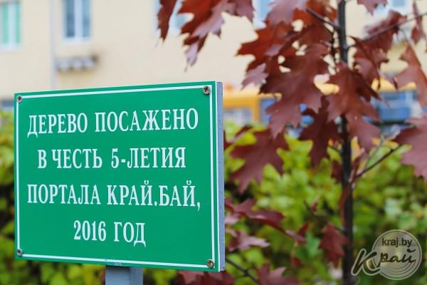 Красный дуб редакция kraj.by посадила в 2016 году на территории СШ №4