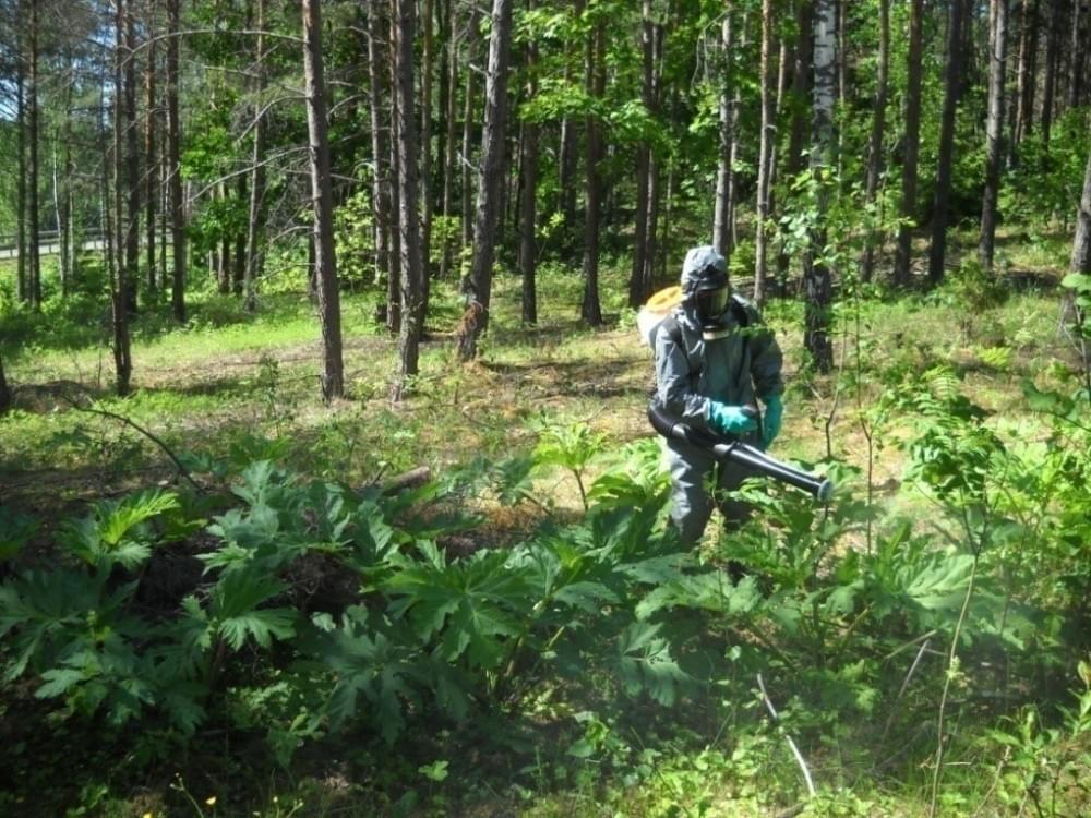 Борщевик Сосновского косят в Браславском районе